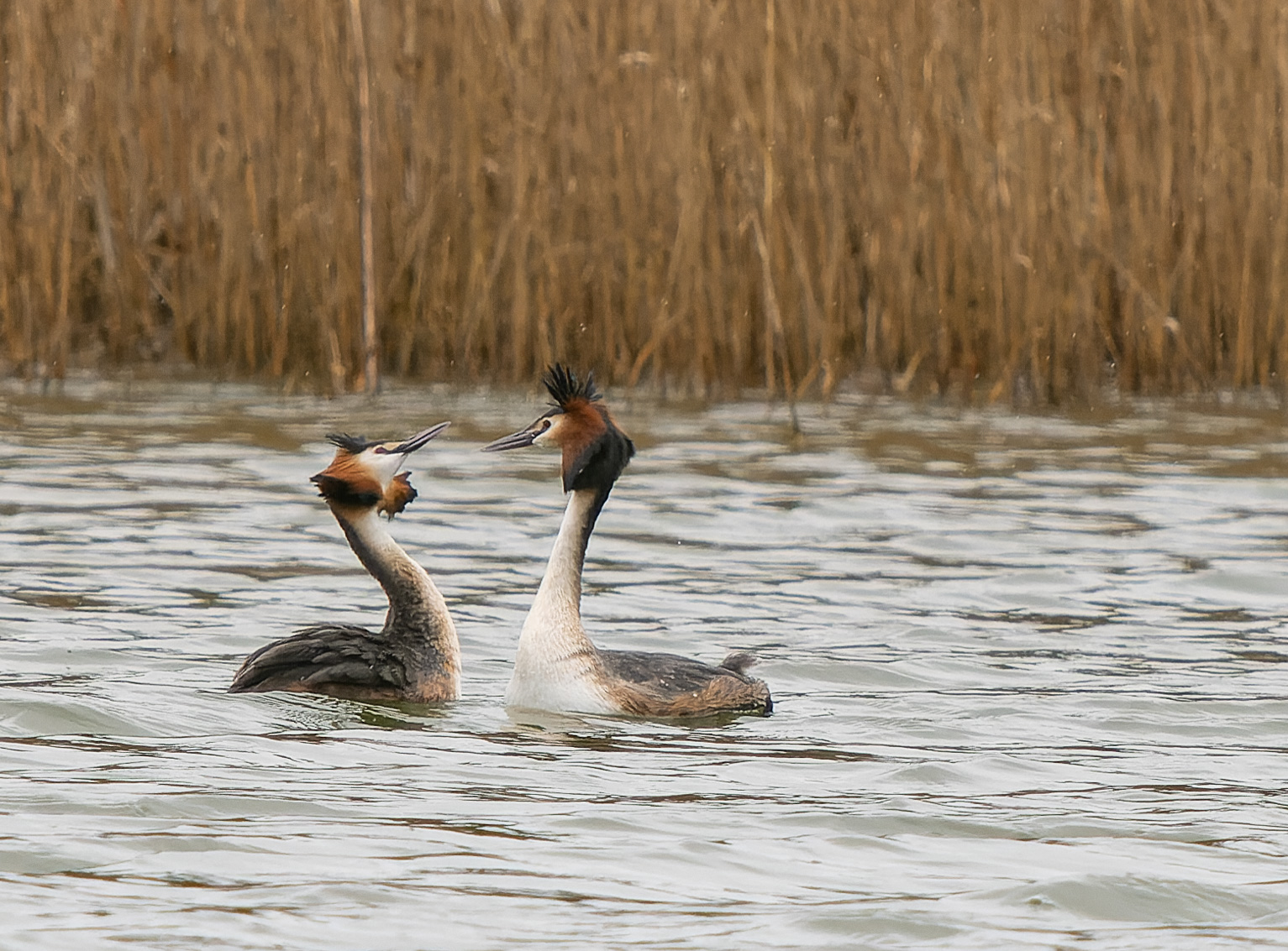 Rendez-vous avec les oiseaux des 5 tailles